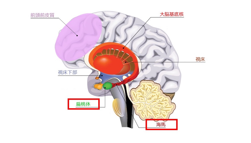 海馬_扁桃体