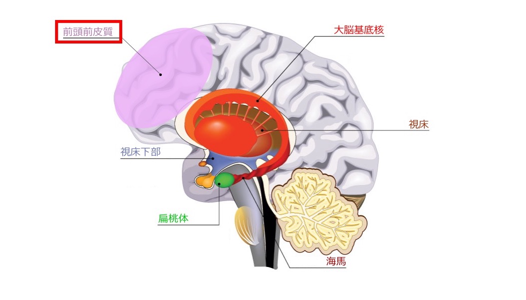 前頭前皮質